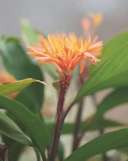 After Burbidgea schizocheila’s blossoms emerge from their fiery ball, they linger long, topping plants that stand only slightly taller than a foot, which is compact compared to most members of the ginger family.