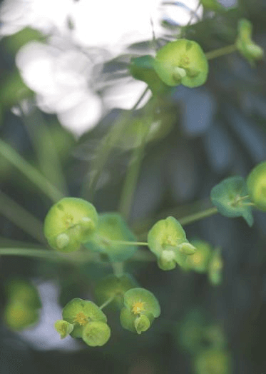 The bracts of Euphorbia amygdaloides ‘Efanthia’ are primarily responsible for the show. The flowers are the yellow knots within.