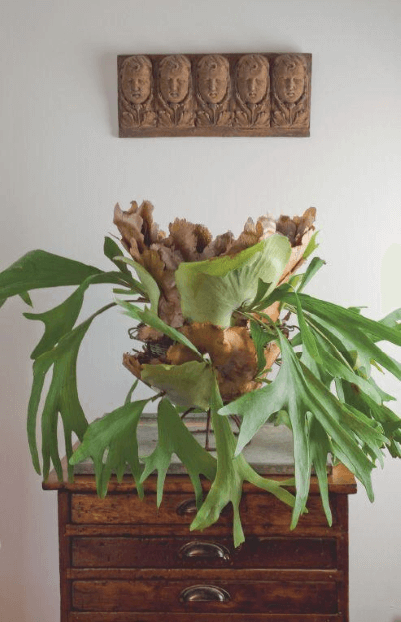 Years ago, I planted my staghorn fern, Platycerium species, in a wire frame, which it completely engulfed. I carry it outdoors to be watered once or twice a week.