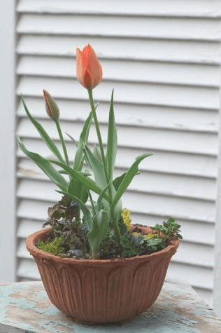 If you’re going for a spring prelude, why not pair a forced Tulipa ‘Henry Hudson’ with something equally outdoorsy, like Jill-over-the-ground?