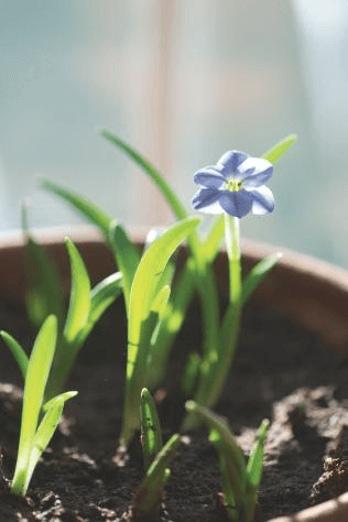 A single flower on Ipheion uniflorum ‘Rolf Fiedler’ might not read as much in the garden, but indoors it’s everything in late winter.