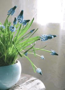Purchased at the market and repotted, Muscari ‘Valerie Finnis’ is a lighter shade of blue than other grape hyacinths.