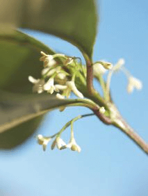What Osmanthus fragrans lacks in looks, it compensates with fragrance. Think high-pitched, spicy, and heady.