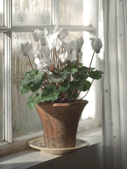 When you receive the inevitable gift of Cyclamen persicum, switch it into a clay pot immediately and it will survive rather than sulk.