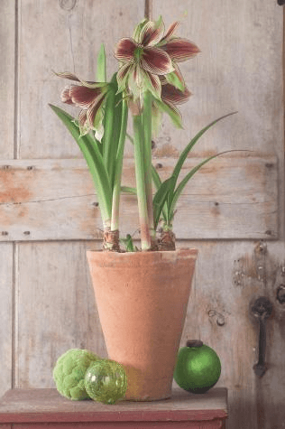 One of the longest-blooming amaryllis, Hippeastrum ‘Papilio Improved’ sends up multiple flower spikes, and blooms reliably year after year.