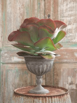For the holidays, who wouldn’t love to receive Kalanchoe thyrsiflora, which resembles a massive rosebud? It’s dramatic and different.