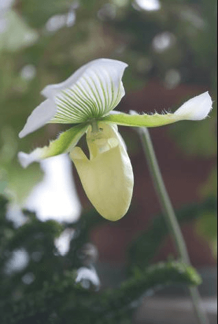 You can find tropical lady’s slipper orchids in flashier colors, but I go for the simple plain green-and-white-flowered Paphiopedilum cultivars. Reblooming them is a cinch.