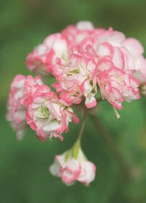 Distinctively different Pelargonium ‘Appleblossom’ blossoms throughout the winter, but the blooms are never as deeply hued as they are when light levels are brighter in spring and summer.