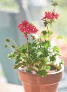 Because they’re compact and cheerful, stellar geraniums such as Pelargonium ‘Happy Violet’ are custom made for crammed windowsills.