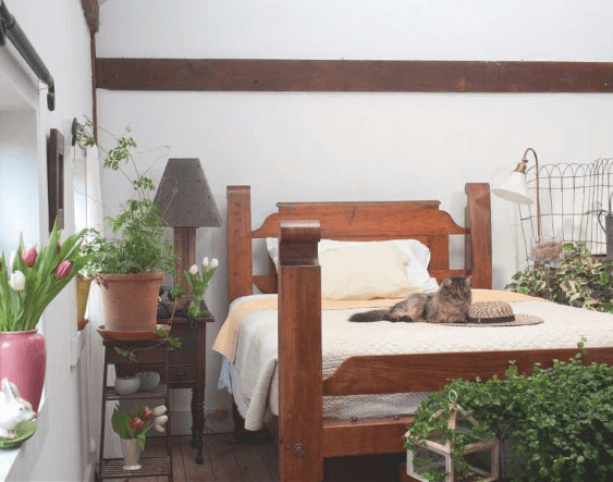 The guest bedroom is where all the wanderers (of the green kind) stay. Vining Ficus pumila, Jasminum polyanthum, Camellia sasanqua ‘Fragrant Pink’, and an ivy of questionable pedigree all camp out.