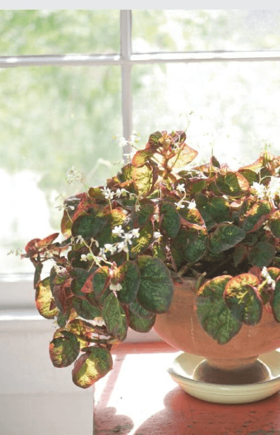 Although some of the fibrous begonias can be a handful size-wise, this Brazilian species begonia is sufficiently compact to sit beside any windowsill without bogarting the beams.