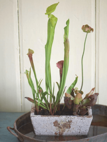 I keep up with the excessive drinking habits of Sarracenia purpurea, S. flava, and S. ‘Love Bug’ by sitting them in a pan of water.