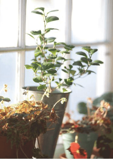Sandwiched between Begonia ‘Bethlehem Star’ and Saxifraga stolonifera on my windowsill, Ficus deltoidea is a singularly handsome fig.