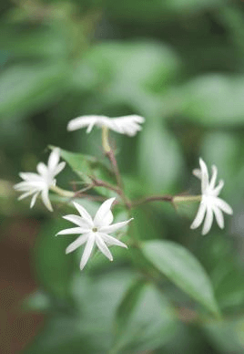 If the clean, fresh scent of soap is your perfume of choice, then veer straight for the prolific blooming Jasminum laurifolium var. laurifolium.