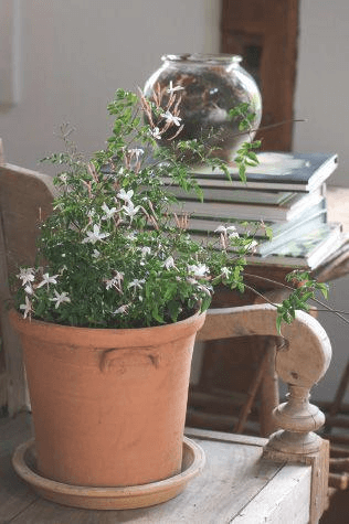 Although Jasminum polyanthum isn’t easy to coax into blossom in the average home during winter, if you throw the windows open in early spring, you might just trick it into performing.