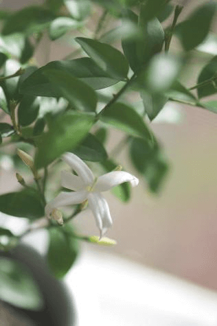 Most jasmines aren’t thrillers for their physical charms, and Jasminum tortuosum will never be accused of being an exhibitionist. But its throaty scent compensates.