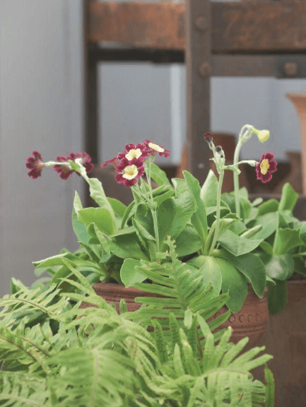 Like its parent, Primula auricula, Primula ×pubescens has a wonderful farina in the center of each uniquely colored flower, plus a haunting fragrance. I pair mine with ferns, such as Polypodium formosanum.