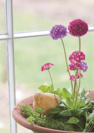 Nothing could be more cheerful or scream spring like primroses. Plus, Primula denticulata ‘Confetti Blue’ and Primula denticulata ‘Rubins’ are no-brainers—they burst into blossom in a blink.