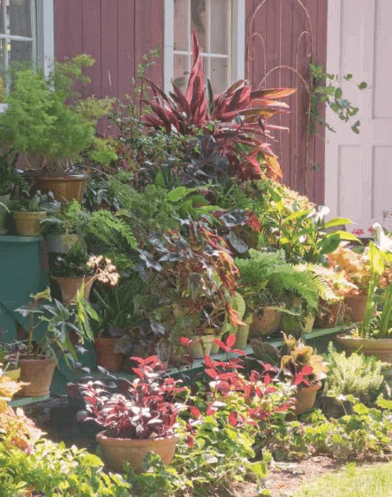 As much as I dote on the houseplants indoors, they make a proud showing outside as well. Plus, they impress the neighbors.