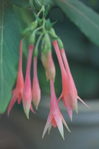 The long, oboe-shaped blossoms of Fuchsia ‘Traudchen Bonstedt’ might not be as flashy as more colorful fuchsias. But you can’t beat their copacetic disposition.