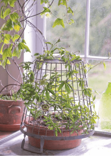 You’ve got to be creative with vines. An upside-down egg basket provides a jungle gym for Passiflora caerulea.