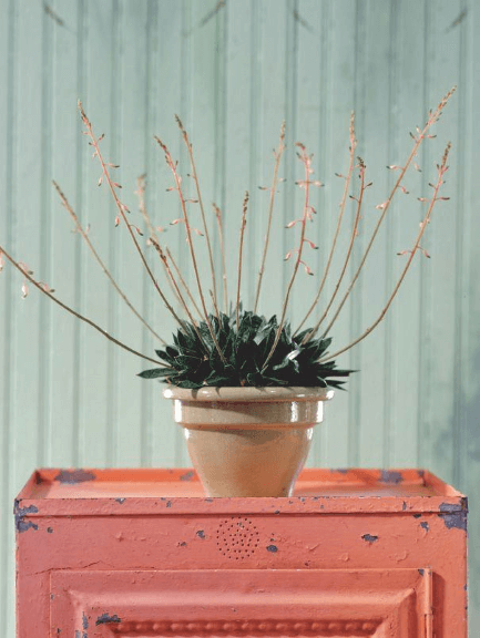 When you keep a succulent, such as Gasteria species, for several years, the reward is a display of its full potential.