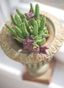 It’s little oddities like the profuse, star-shaped flowers of Stapelia scitula that give indoor gardeners incentive to try plants that aren’t in the mainstream.