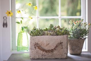 Counterpoise container textures with the plants they cradle, such as concrete against echeverias with a pot of Pachyphytum oviferum, Echeveria species, and Echeveria pulv-oliver on the side.