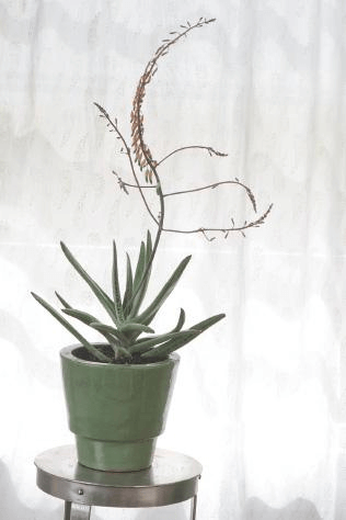 Like gems, succulents are all about their setting, which is why this gasteria cultivar shines in its retro pot.