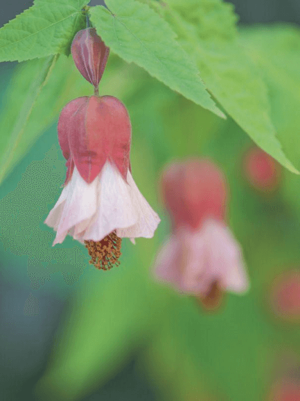 A hybrid of Abutilon megapotamicum ‘Variegatum’, Abutilon ‘Yellow Cascade’ is certainly desirable—indoor gardeners hunger for it, and so do insects.