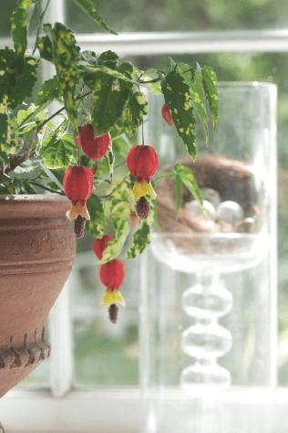 On the difficulty meter, Abutilon megapotamicum ‘Variegatum’ is not as hard to grow as Abutilon × hybridum. It can be coaxed into blossom in lower light.