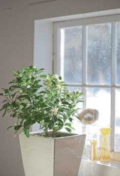 A window doesn’t need to be huge, but position a plant such as the Calamondin orange, ×Citrofortunella microcarpa, where the foliage will bask in the sunbeams.