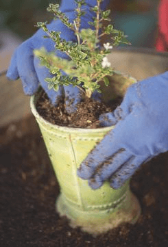 Select a container that is one size larger than the original when repotting. Always wear gloves and protective clothing when working with plants.