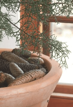 Top dressing isn’t essential, but it’s a nice touch. For an evergreen, pinecones seem apropos.