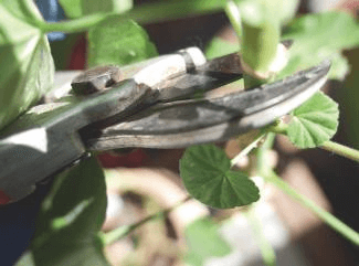 Cut right above the leaf node (in this case, we’re working on a pelargonium) to encourage that side shoot to branch out.