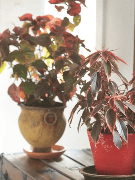 Wield the pruning shears, and Acalypha wilkesiana ‘Beyond Paradise’ (left) and A. wilkesiana ‘Bourbon Street’ (right) remain sufficiently compact to be windowsill worthy.