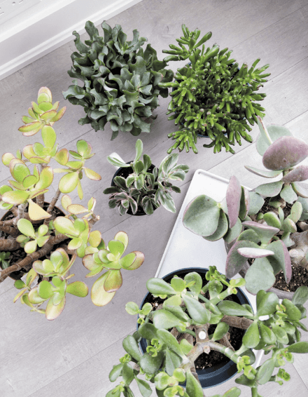 Jade plant varieties (clockwise from top): ripple leaf jade, ‘Gollum’ jade with finger-like leaves, silver jade, the standard plain green, golden jade, and, in the center, the variegated jade