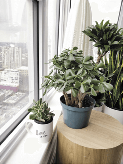 A small variegated jade plant (left) and several of the standard plants in one pot (right).