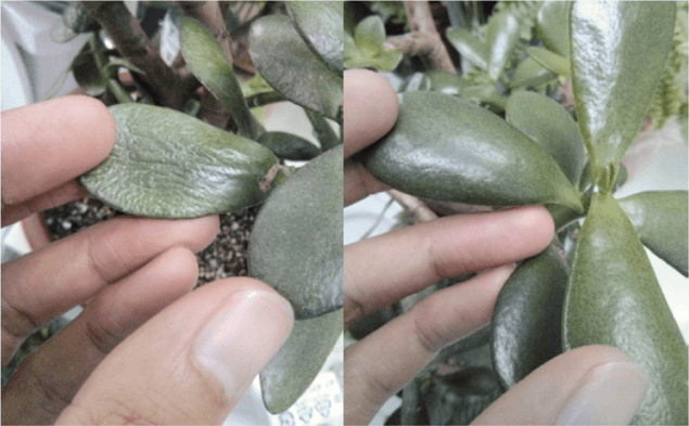A very thirsty jade plant’s leaves are floppy and wrinkled. A few days after you soak the soil, the leaves will become plump and regain their firmness.
