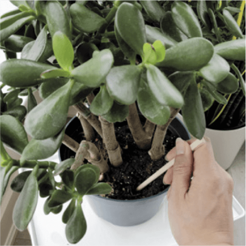 It’s especially important to aerate the soil of jade plants because of their preference for prolonged periods of dry soil. Soil can become quite compacted, which will hinder the remoistening process the next time you water.