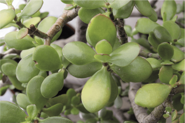 Although jades can handle full sun, some leaves may become scorched and faded.
