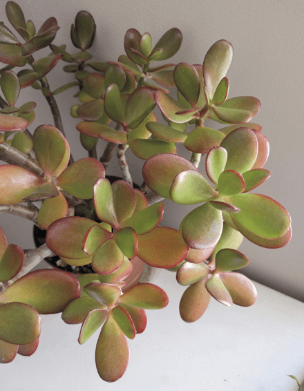 The sunset jade develops a beautiful orange glow when it is exposed to full sun and is slightly stressed for water.