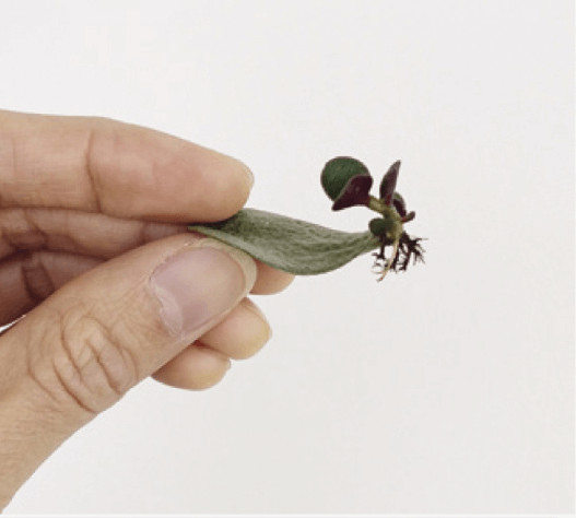 You can grow new plants from the cuttings of growing tips or even individual leaves. Let the open scar where the leaf came off the branch scab over (this usually takes a few days), then set it down on moist sand or cactus soil. Here’s what you’ll get.