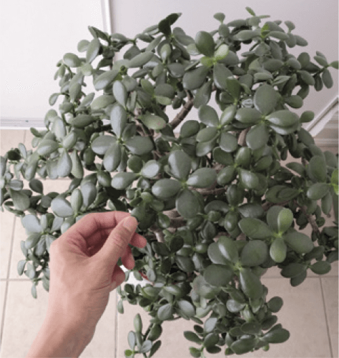 If you’re looking for a treelike jade plant, you might be better off letting the nursery do all the hard work of training it, but with a bit of effort and strategic pruning, you can do it.