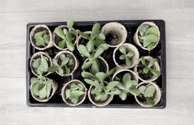 An assortment of stem and leaf cuttings—a jade plant owner will always have a very busy propagation station!