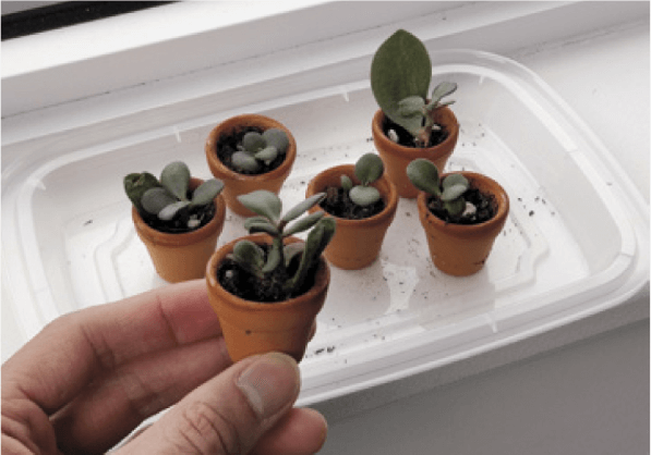 The newly formed jade plants can be potted in miniature pots. They make excellent gifts for your green-thumbed friends.