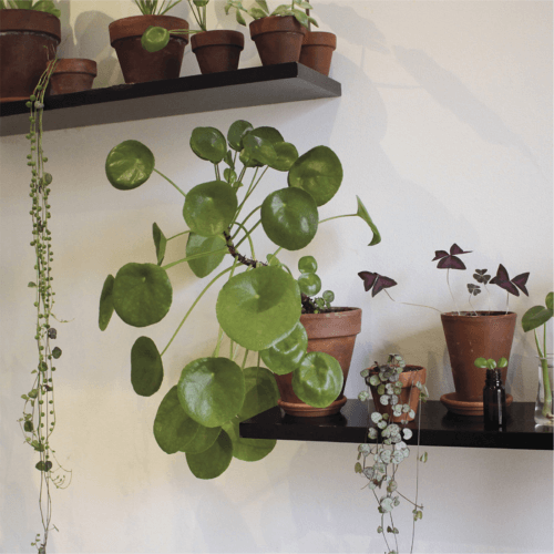 A wonderfully mature pilea with a bent stem—it has character.