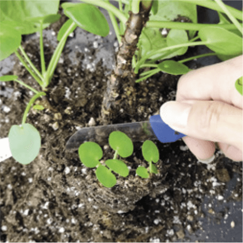 Using a sharp, clean knife, cut the connection between the mother and pup at the root/soil level.