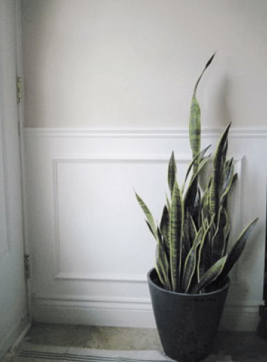 Even a few feet away from a north-facing window, the light drops off significantly—this snake plant never gets much more than 80 foot-candles of light. While it won’t grow much, it will manage to “look alive” for many months.