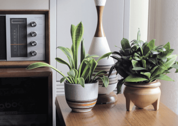 Snake plants have been popular house plants ever since plants have been brought into the home. Some varieties of snake plant could be considered “vintage cultivars,” as they are not currently commercially grown. Don’t be fooled by the mid-century modern furniture, though; this photo was not taken in the 1950s!